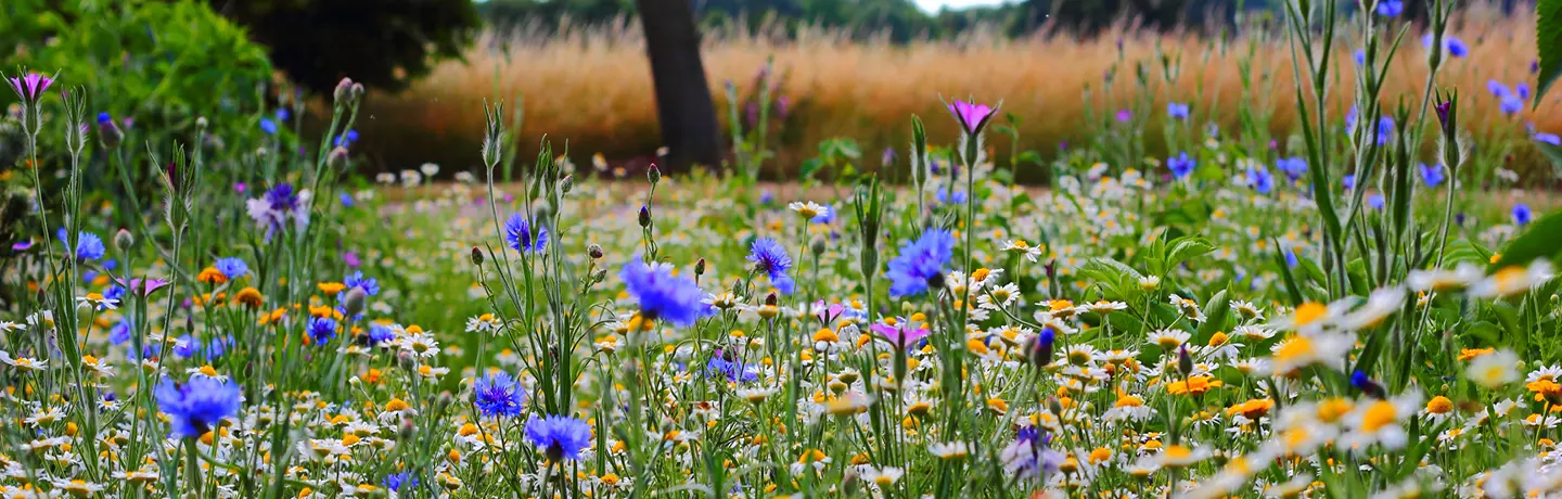 Blomsteräng