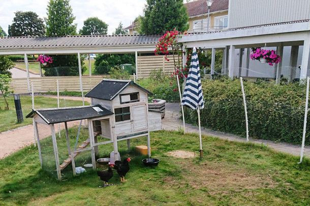 Hönor i en hönsgård på innergården