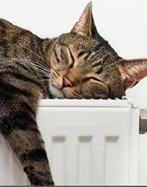 katt mot varmt element