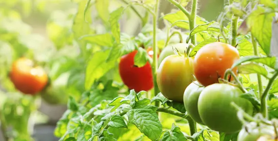 Tomatplantor