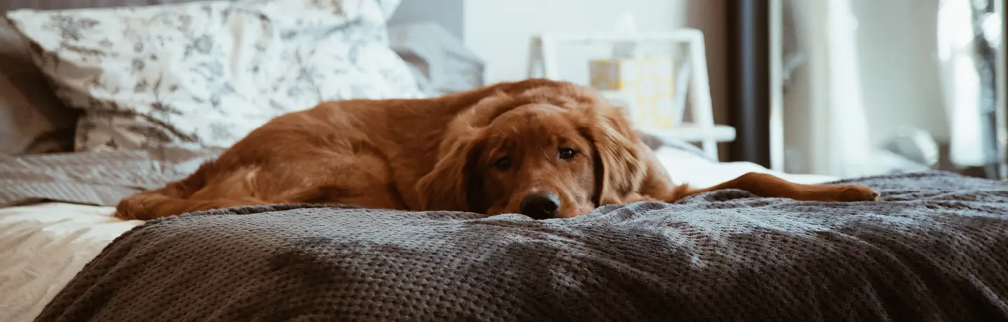 Hund som vilar på en säng