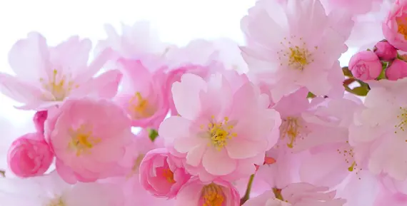 blommor från japanskt körsbärsträd