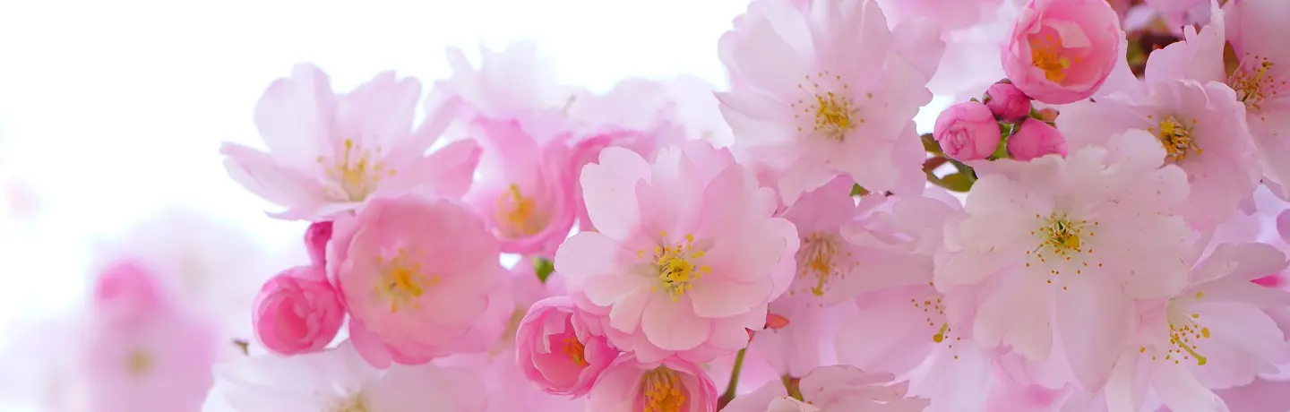 blommor från japanskt körsbärsträd