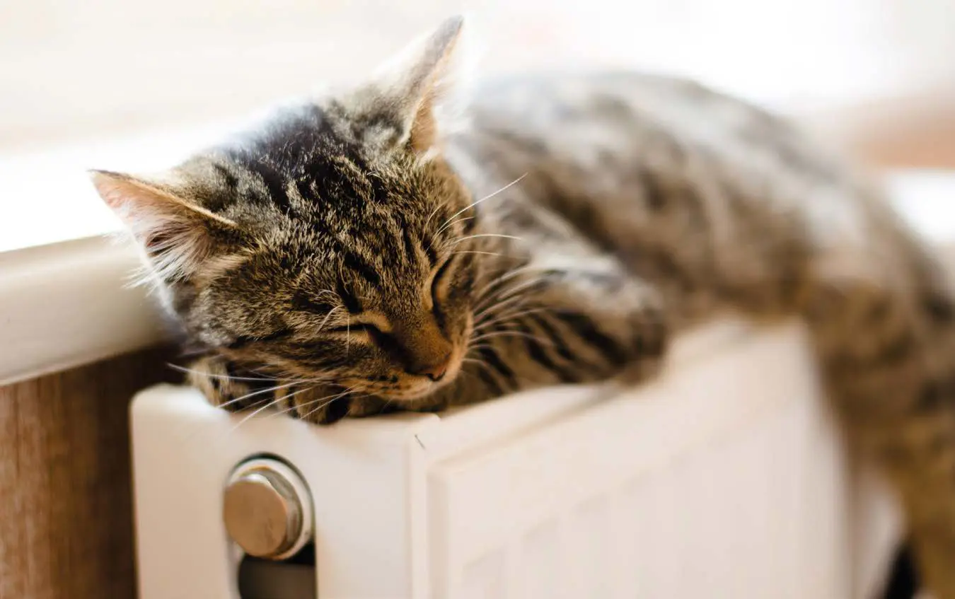 katt sover på ett element