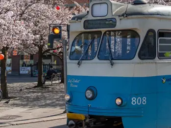 spårvagn i göteborg bland blommande körsbärsträd