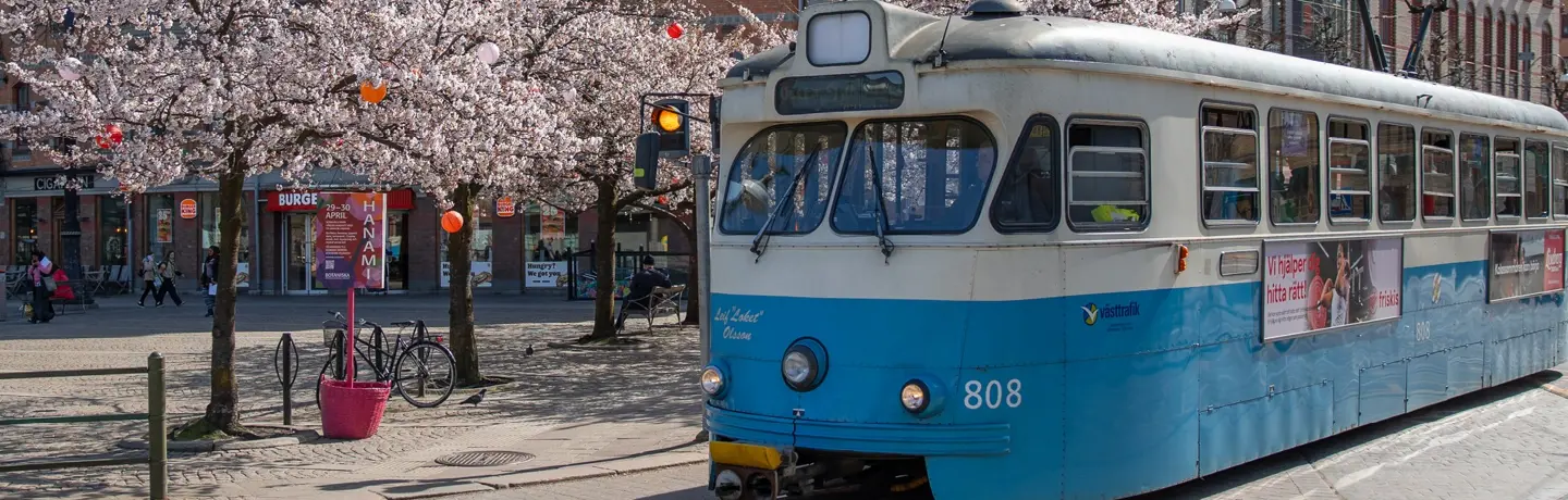 spårvagn i göteborg bland blommande körsbärsträd