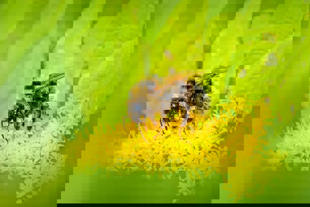trädgårdshumla dricker nektar från blomma