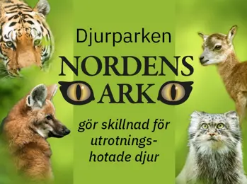 vilda däggdjur som är utrotningshotade, som tex manvarg, sibirisk tiger, snöleopard