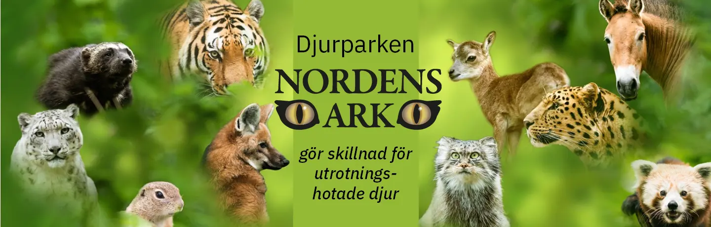 vilda däggdjur som är utrotningshotade, som tex manvarg, sibirisk tiger, snöleopard