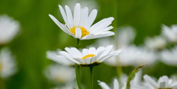 Midsommarblommor