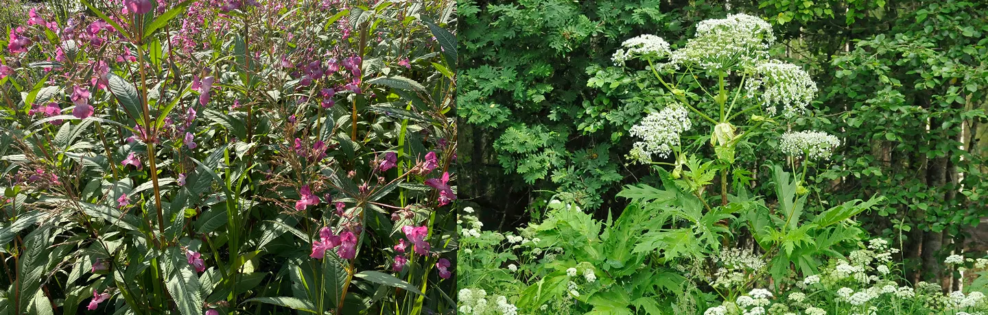 Bild av invasiva arter